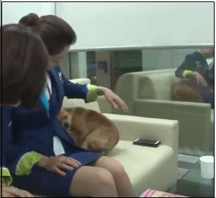 臭流氓!新加坡50岁机舱高管拍打女下属翘臀,称:姿势不对