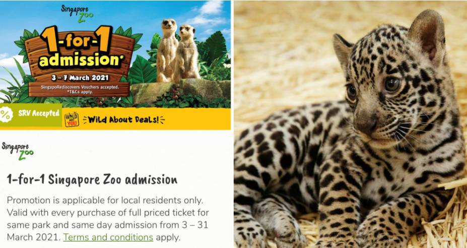 3.8折扣!動物園門票買1送1,聖淘沙景點免票,$60租帳篷露營,一波美食半價