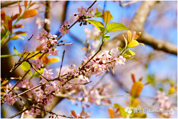 缤纷九月！新加坡处处花团锦簇，斗艳争芳“秋意浓”