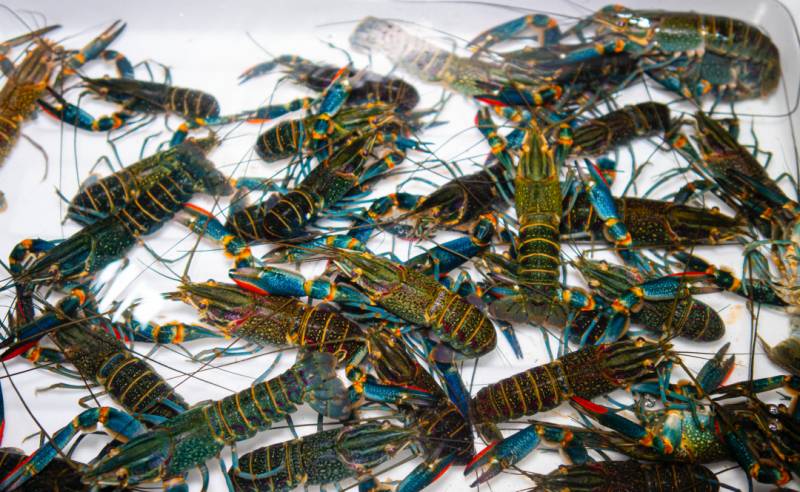 比雙11剁手更恐怖的事情是——這家烤魚、小龍蝦，竟然讓人