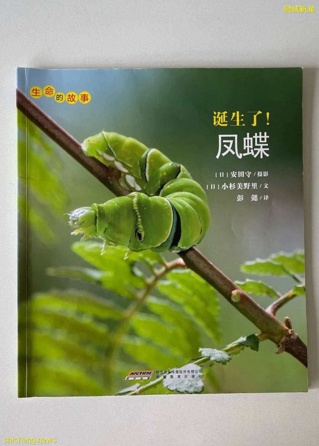 別人家養貓養狗當寵物,我兒子卻喜歡在新加坡養毛毛蟲