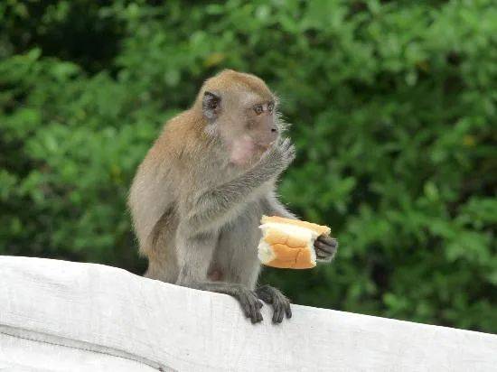 在新加坡上公厕,突然有条蛇从马桶钻出!吃饭又遇猴子…没法呆了