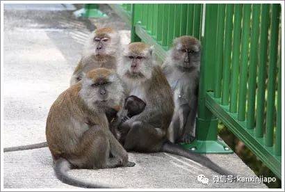 猴子“转头咧嘴对我微笑”,它想当新加坡幼儿园学生