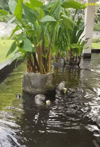 新加坡“惡勢力”源頭所在的“寶藏地”在哪裏