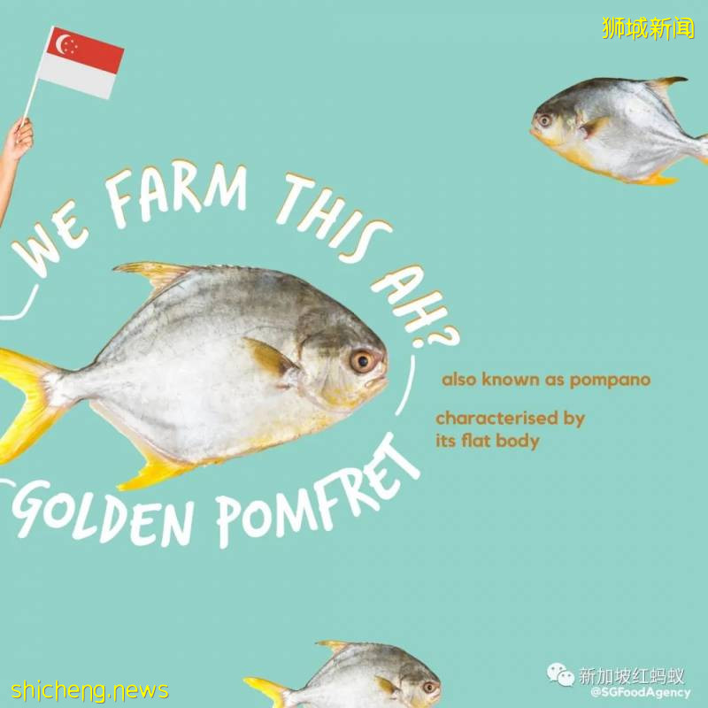 你知道這些蔬果、魚蝦、牛蛙和蛋類都是“新加坡生産”的嗎