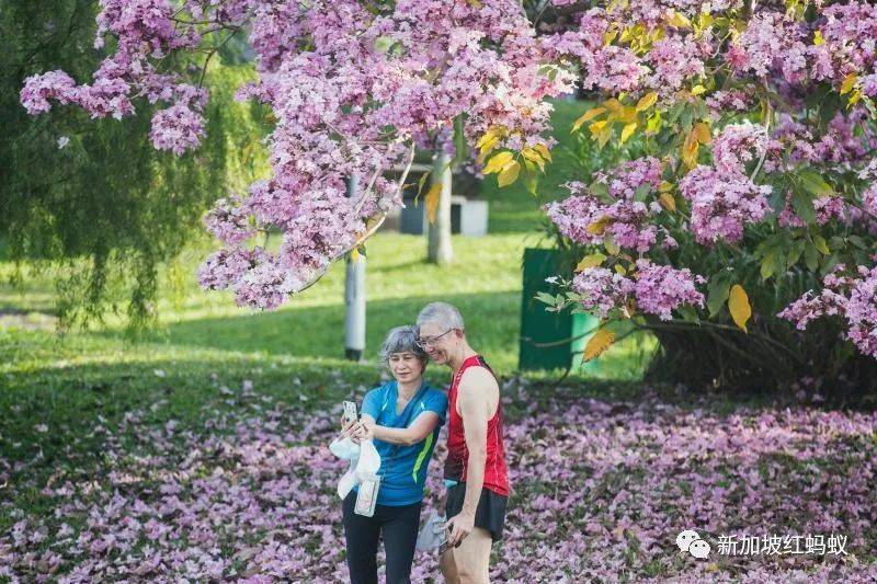 新加坡也有“櫻花”？看看當地領導們如何當起賞花向導