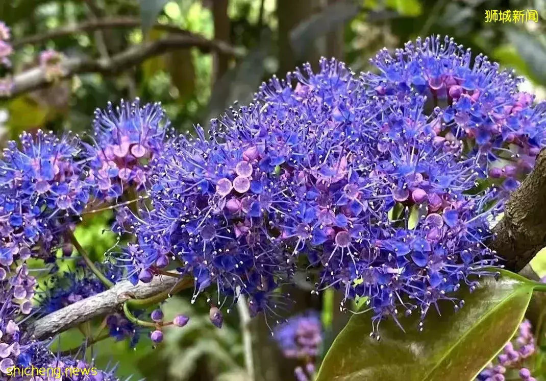 在新加坡的東北部,有個隱秘的小島!不用坐船,每天限時開放