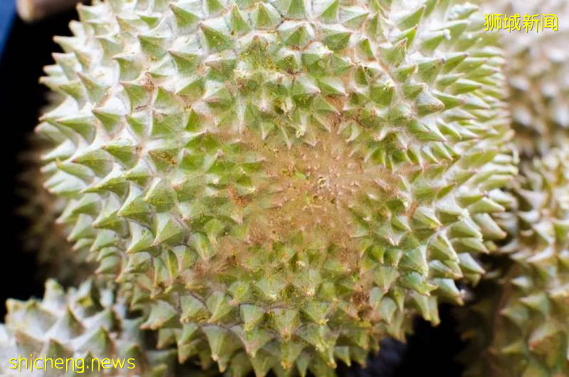 疫情下新加坡榴梿價格更劃算？請查收你的專屬榴梿!