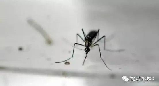 新加坡骨痛熱症首次回落三位數！但依舊“陰魂不散”