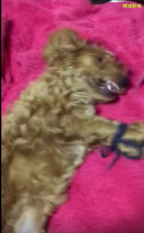 新加坡疯传的虐狗事件,主角被全网人肉!狗狗已经找到