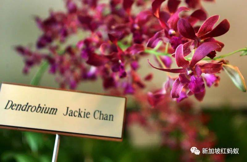 中國有桌球外交，新加坡有胡姬花外交，藏著許多鮮爲人知的有趣故事