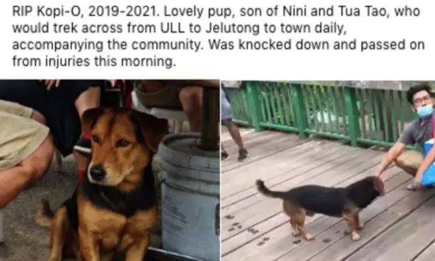 去過烏敏島的朋友應該見過這只叫做kopi