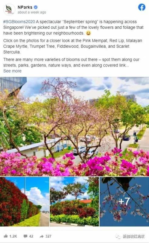 北半球9月刚入秋,新加坡却迎来“第二春”