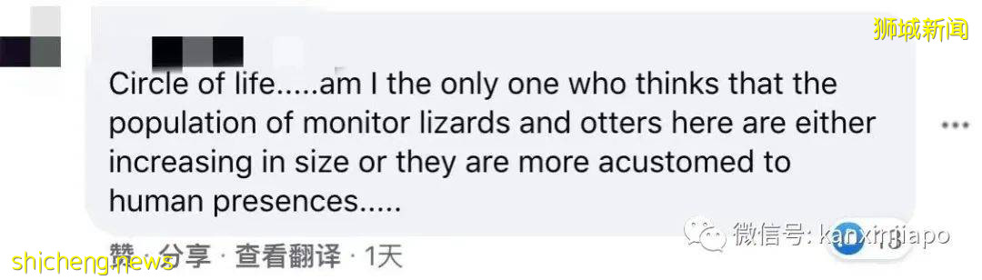 新加坡公园惊现三只大蜥蜴撕咬蟒蛇!“这是侏罗纪公园吧?”