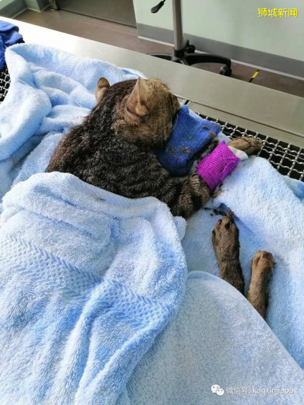 3只流浪猫被高处丢下，全部惨死，居民纷纷谴责