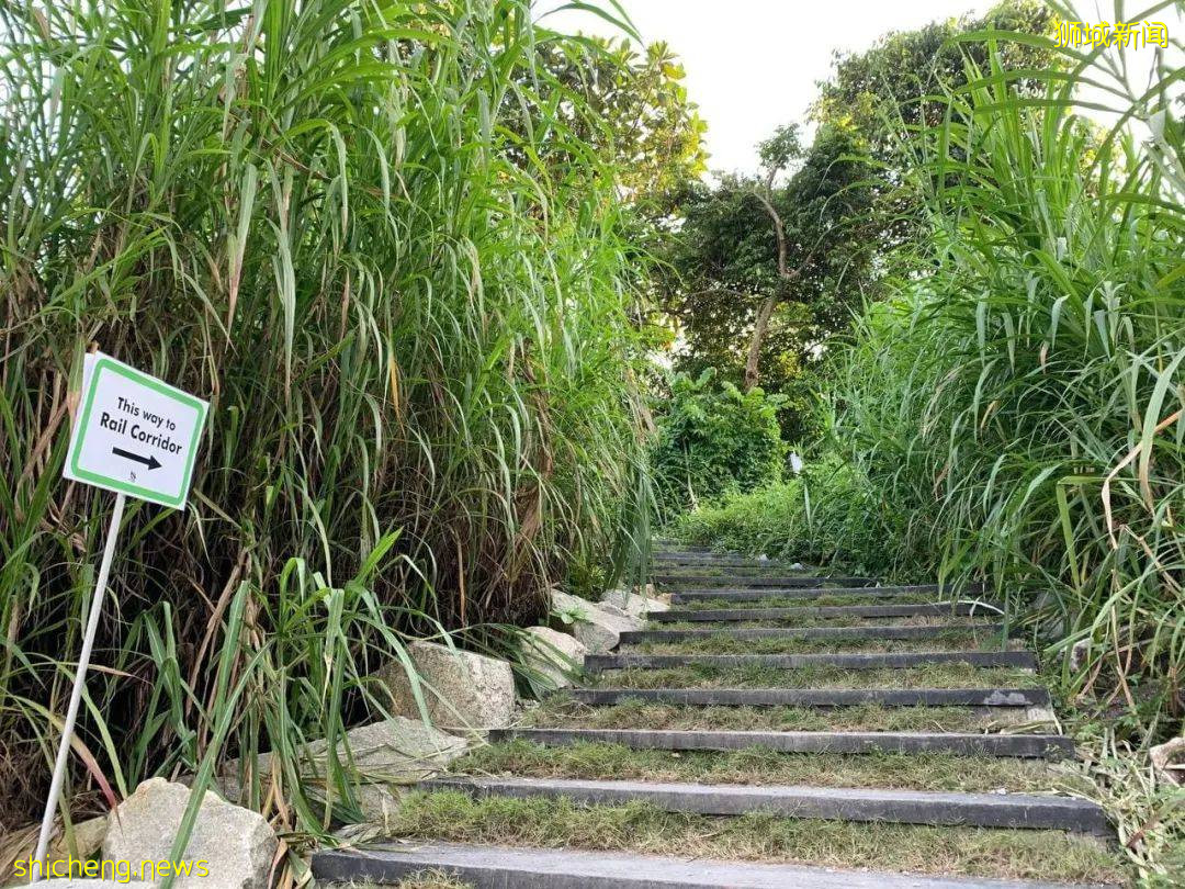 揭秘新加坡最新最热网红打卡地