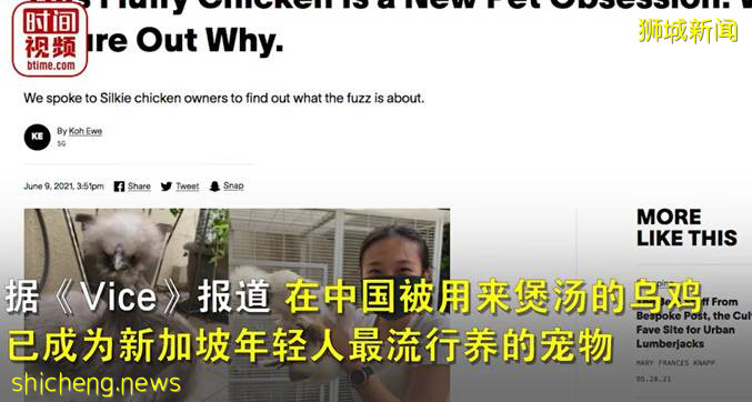 乌鸡成为颇受新加坡人喜爱的宠物,网友:馋哭