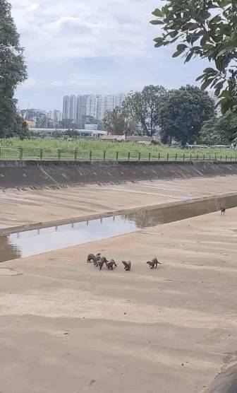 新加坡水獭再次发生斗殴事件！这次它们的对手是野狗帮