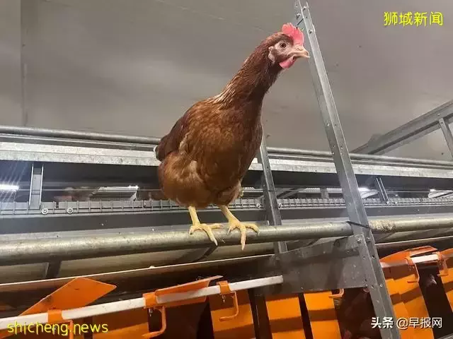 新加坡豪华养鸡场长啥样
