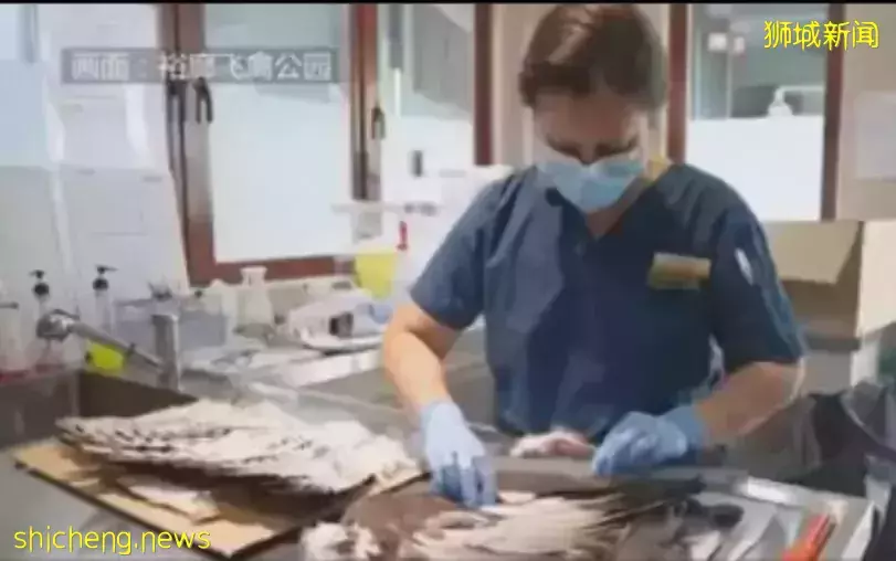 牛了个B啦!新加坡烧秃毛的老鹰“植发”,这“假发”简直啦