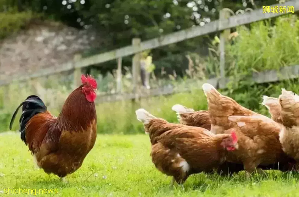 突变！新加坡闹“鸡荒”致人心惶惶，如何随“鸡”应变