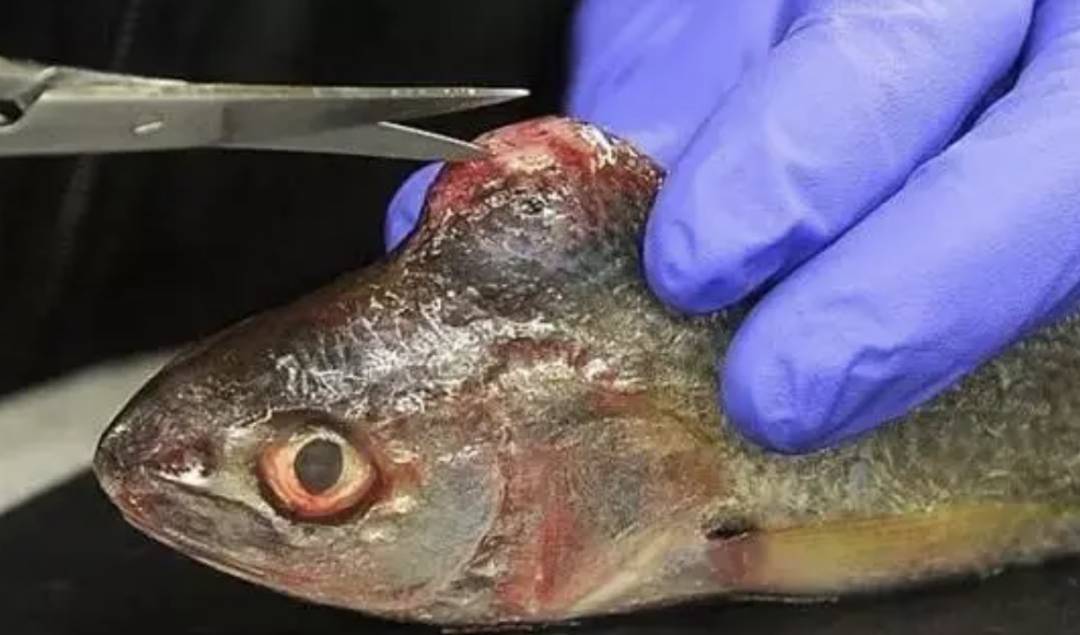 日本今天正式决定排核废水入海!将大规模导致海鲜变异、人癌变!新加坡和中国网友怒了