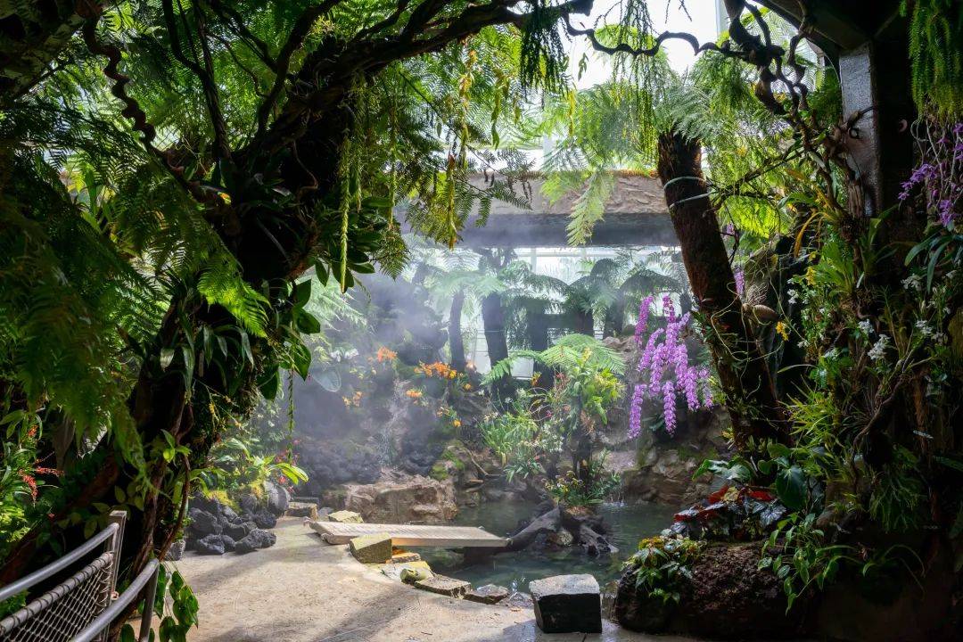 新加坡热带高山胡姬展览馆开幕;国家胡姬花园将免费开放至4月11日