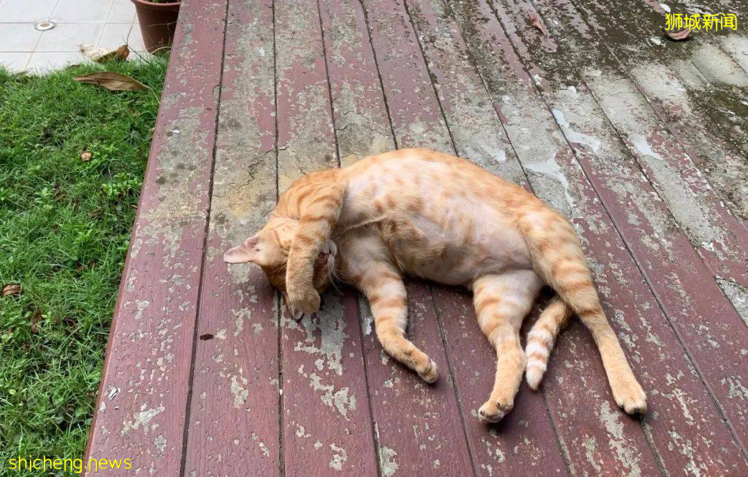 《南洋理工大學撸貓指南》