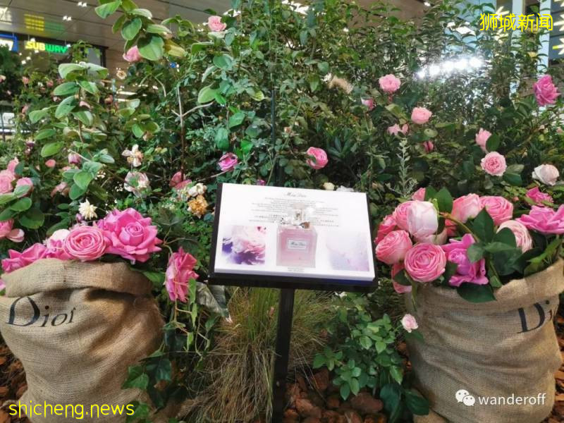 新加坡-網紅景點拍照篇!