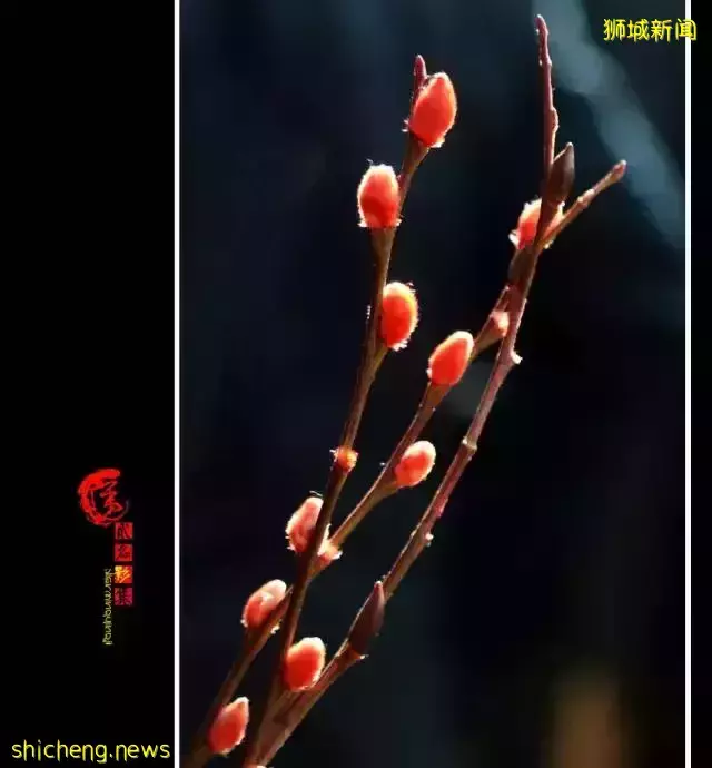 新加坡開運年花,你知道幾個