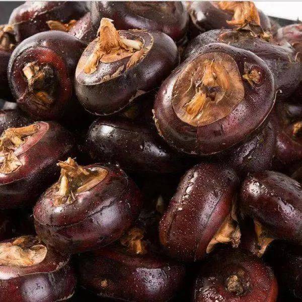 21號新貨到！！！貴妃芒，甯夏菜心，雪裏紅，新鮮百合，新鮮春筍….全國各地新鮮果蔬盡在獅城生鮮直購