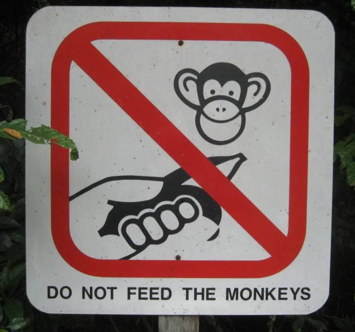 突發！這個海灘驚現一群巨型椰子蟹，還搶燒烤吃！新加坡也被鳄魚、蜥蜴、蟒蛇、水獺、猴子、野豬、野雞嚇到過