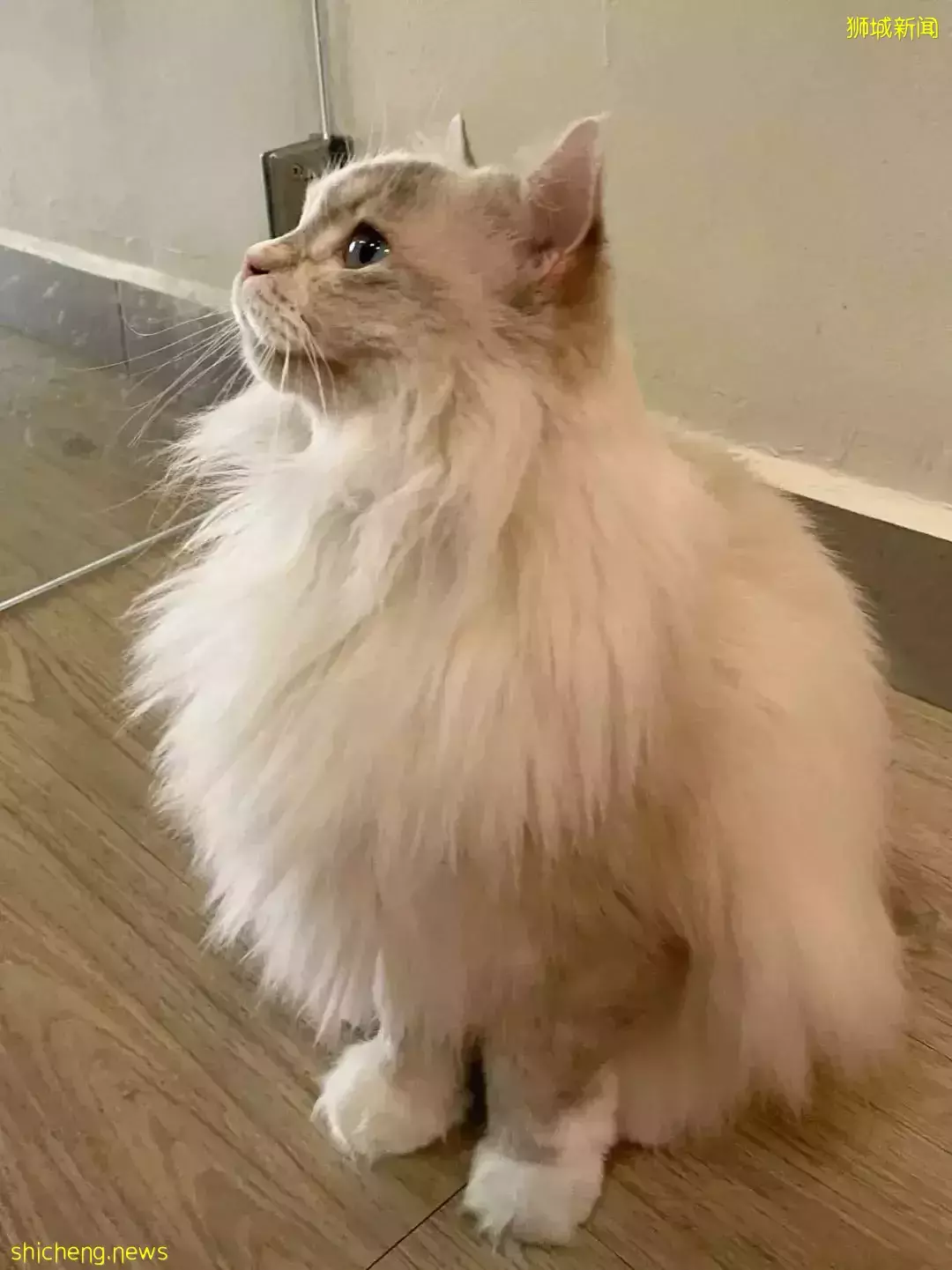 聊天、喝咖啡、撸貓……新加坡愛寵人士聚會好去處,軟萌貓咪等你來