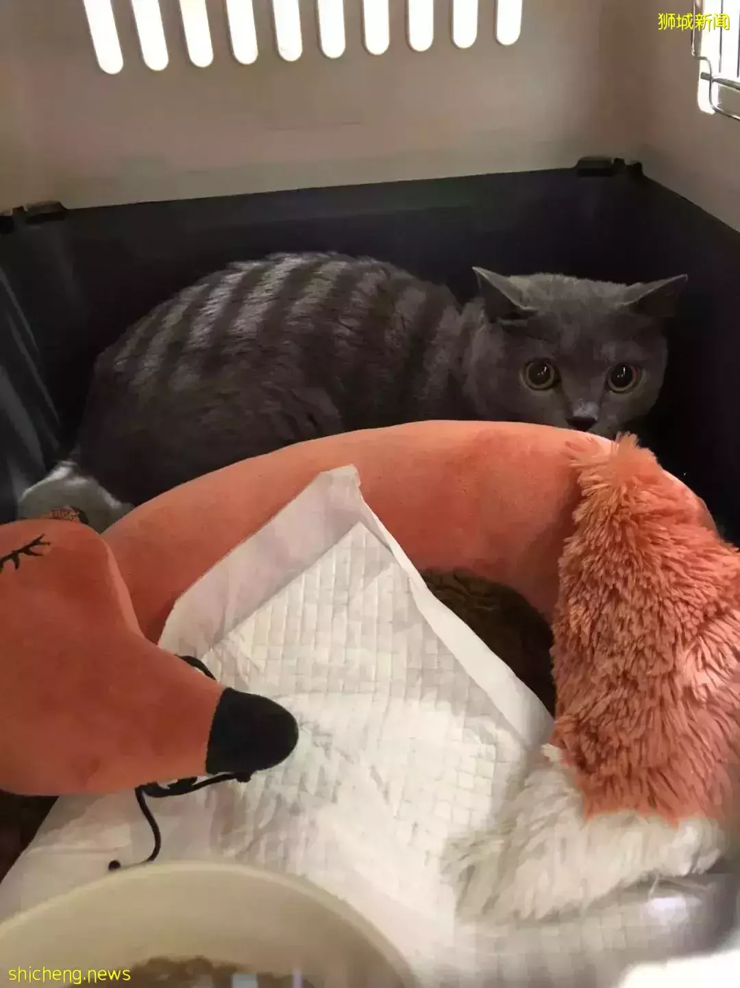 耗时6个月,隔离30天,我的宝贝终于来新加坡跟我团聚了