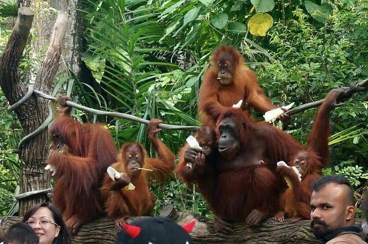 【新加坡景點指南】新加坡15個好玩兒的最受歡迎的景區景點,獨具特色