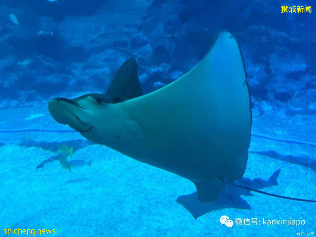 亞洲最大的海洋館,原來在新加坡