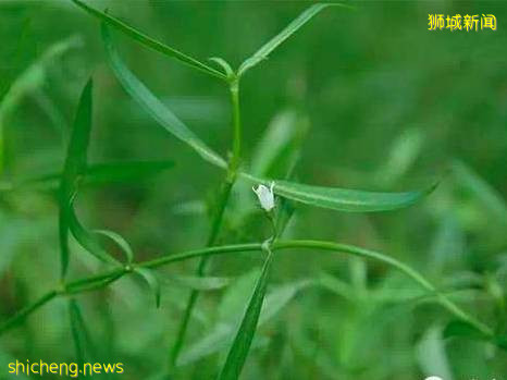 十大南洋特色饮品！带你领略最地道的新加坡