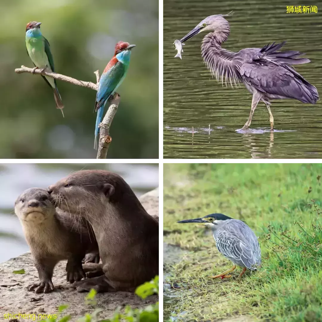 遊玩攻略 新加坡周邊這些特色海島，值得一一去打卡