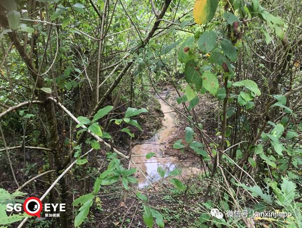 昨天小長假人山人海，武吉知馬老鐵路成新景點！前生今世大揭秘