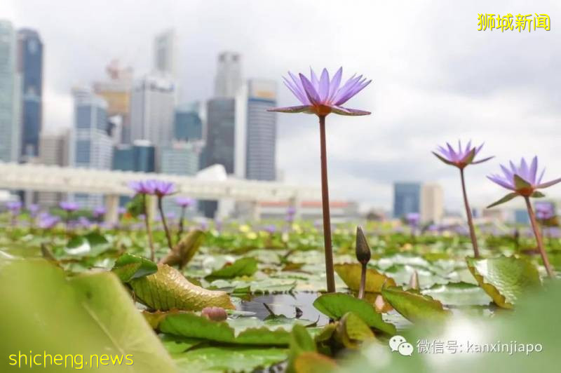 今增383，累計37910 | 今晚，李顯龍全國演講：克服冠病一代人的危機!