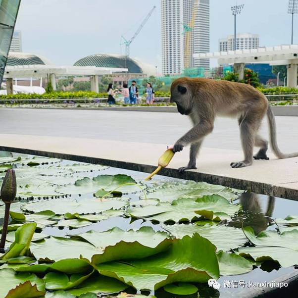 “俺老孙”闲逛滨海湾,忧郁坐在河畔,想念自己的花果山
