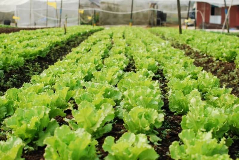 種水稻，摘蘑菇，新鮮蘆荟飲品！藏在新加坡的7大蔬菜農場我找到啦