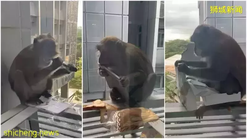 猴哥再见！NTU 已将两只猕猴迁移至校外保护区