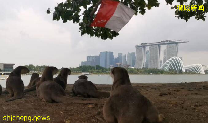 萌翻了！新加坡小水獺“揮國旗”走紅！小姐姐“另類”國慶服C位出道