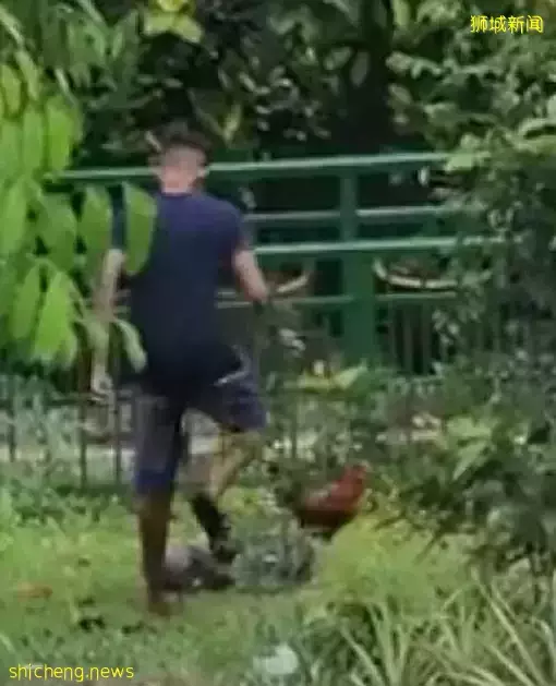 男子这样虐鸡 可以报警捉他吗