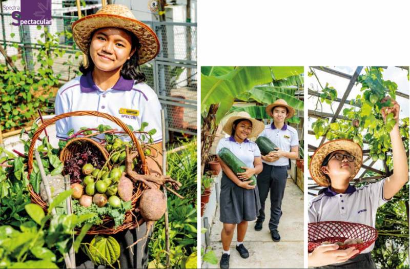 小学种花?中学种菜?新加坡的学生在学校都在干什么