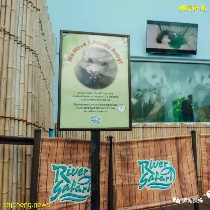 僅2天！新加坡動物園最牛的餵動物之旅，8折！還有幻光雨林和4大園5.5折起，搶啦