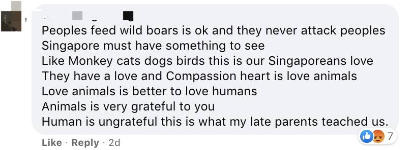 四人在新加坡餵野豬犯法,共被罰1萬新幣!這些罰款規定太多人踩雷