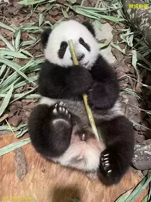为看一眼新加坡出生的小熊猫,他们排队几小时