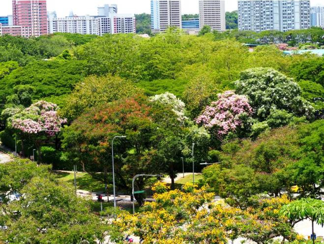 刷屏啦！新加坡秒變花花世界，美到窒息